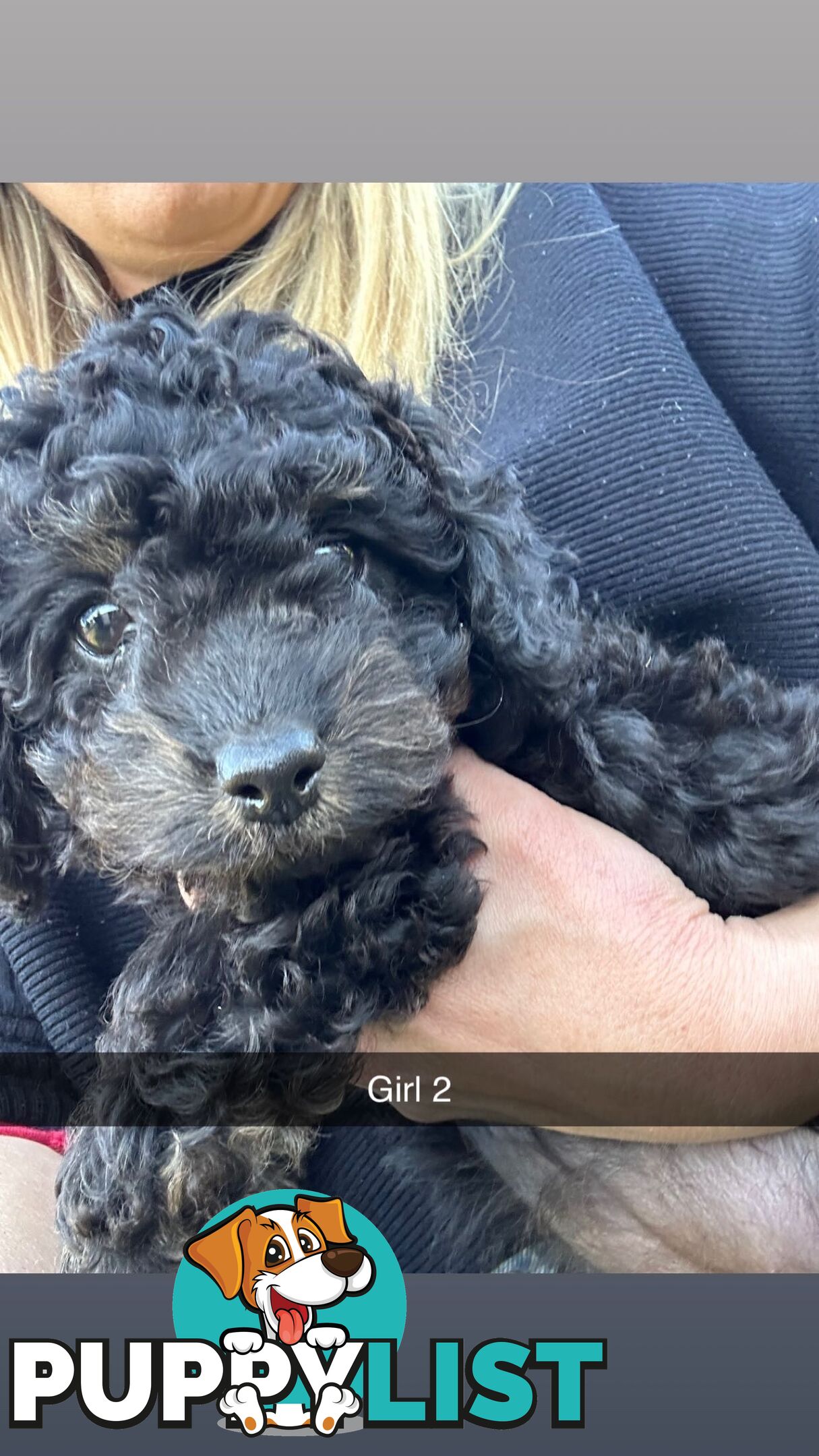 Cavoodle Puppies