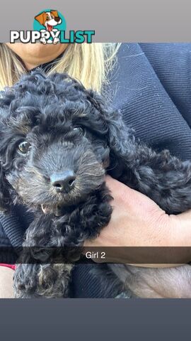 Cavoodle Puppies