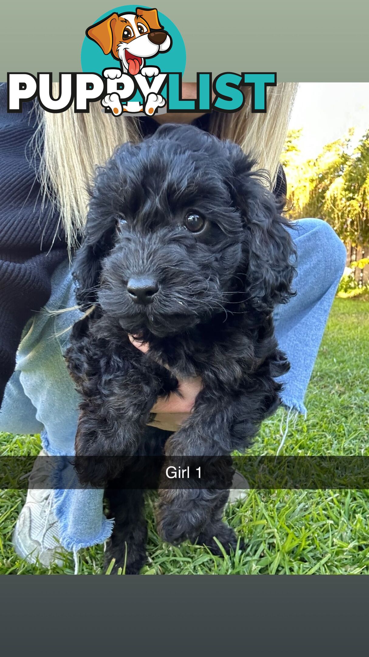 Cavoodle Puppies