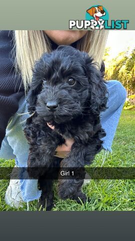 Cavoodle Puppies