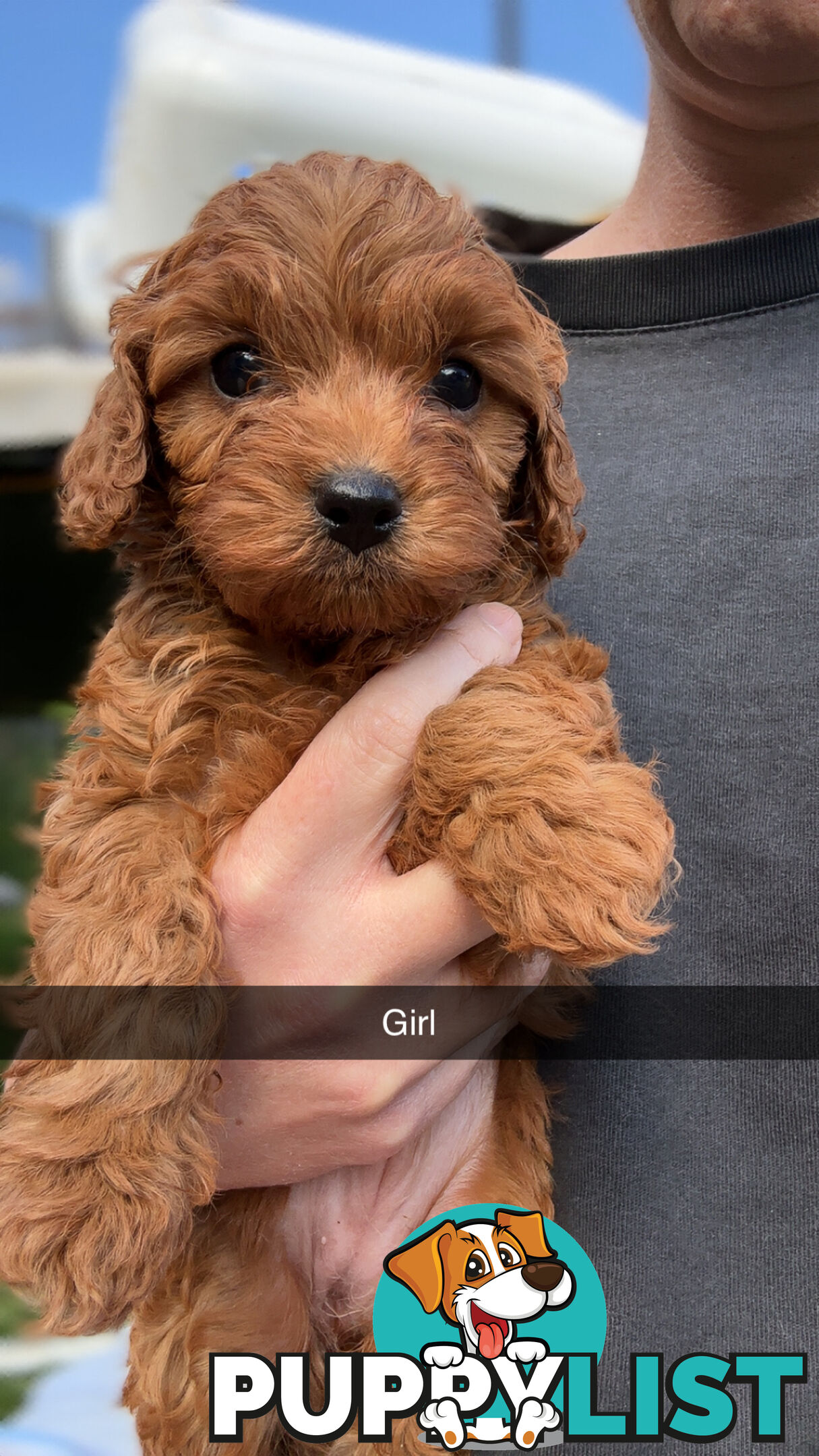Cavoodle Puppies
