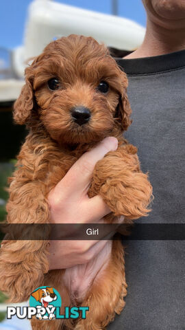 Cavoodle Puppies
