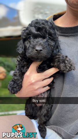 Cavoodle Puppies