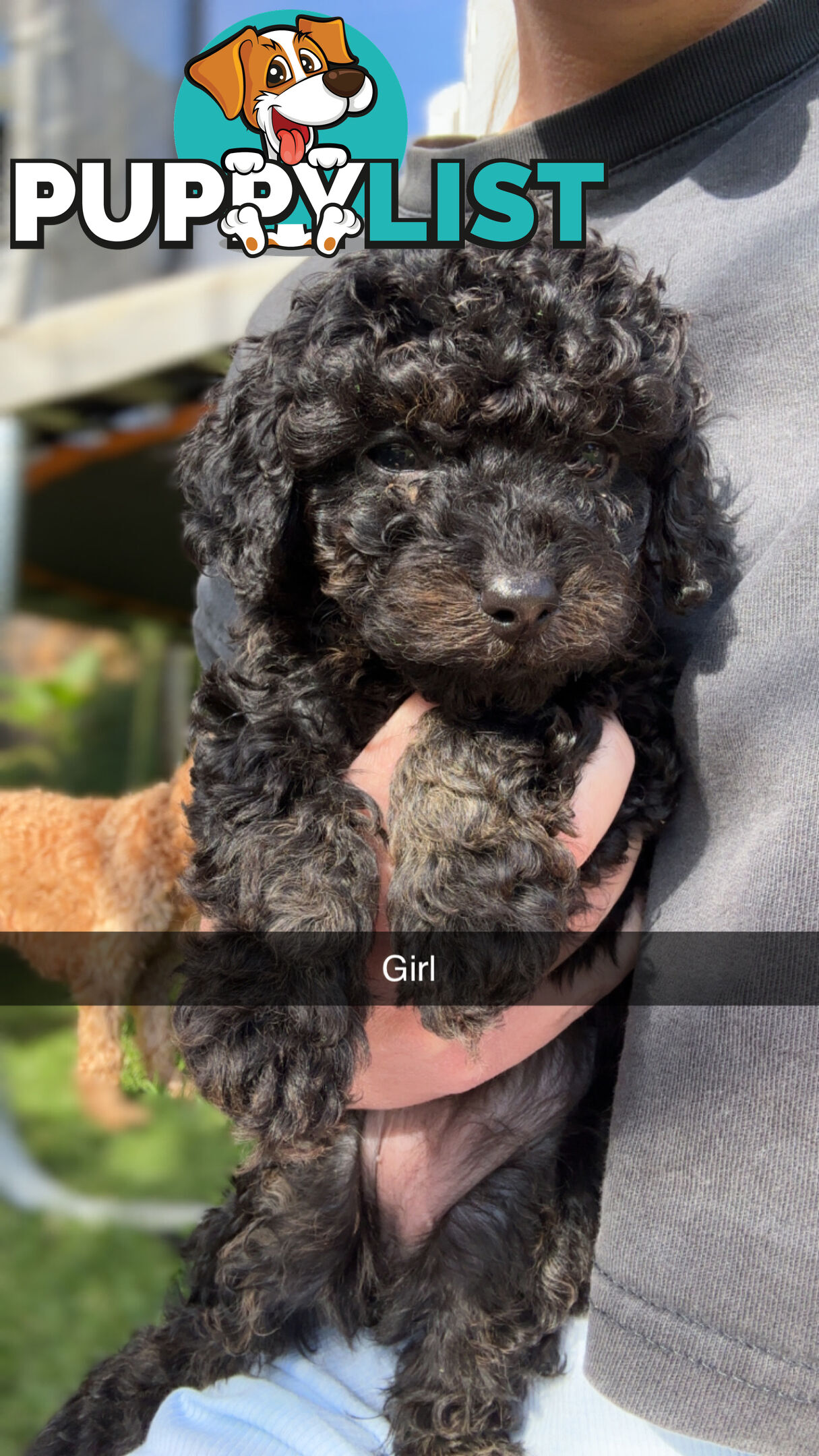 Cavoodle Puppies