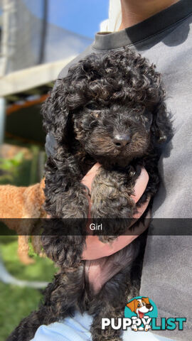 Cavoodle Puppies