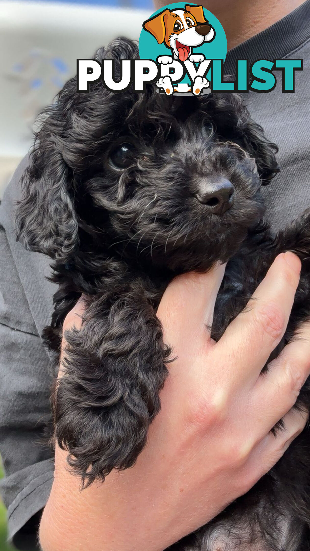 Cavoodle Puppies