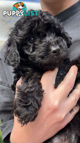 Cavoodle Puppies