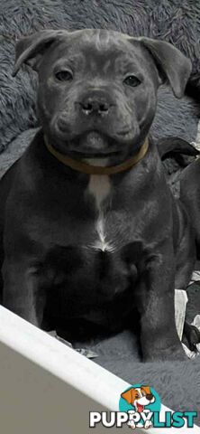 Blue staffy pups