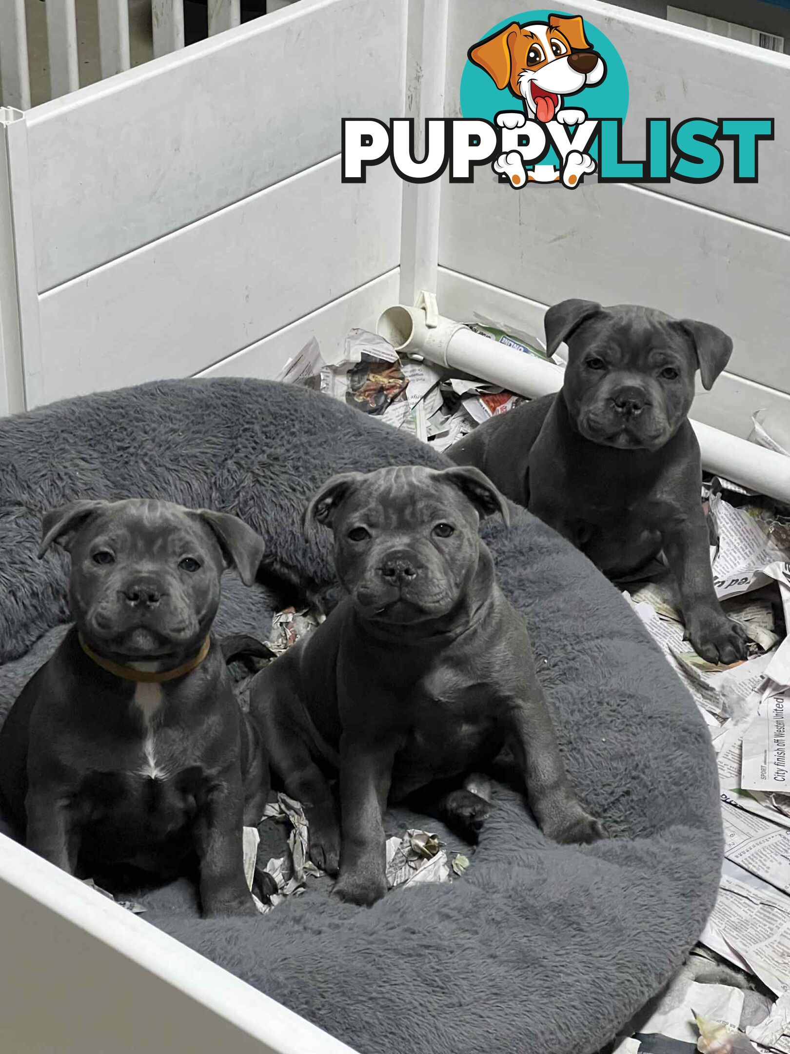 Blue staffy pups