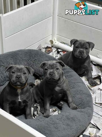 Blue staffy pups