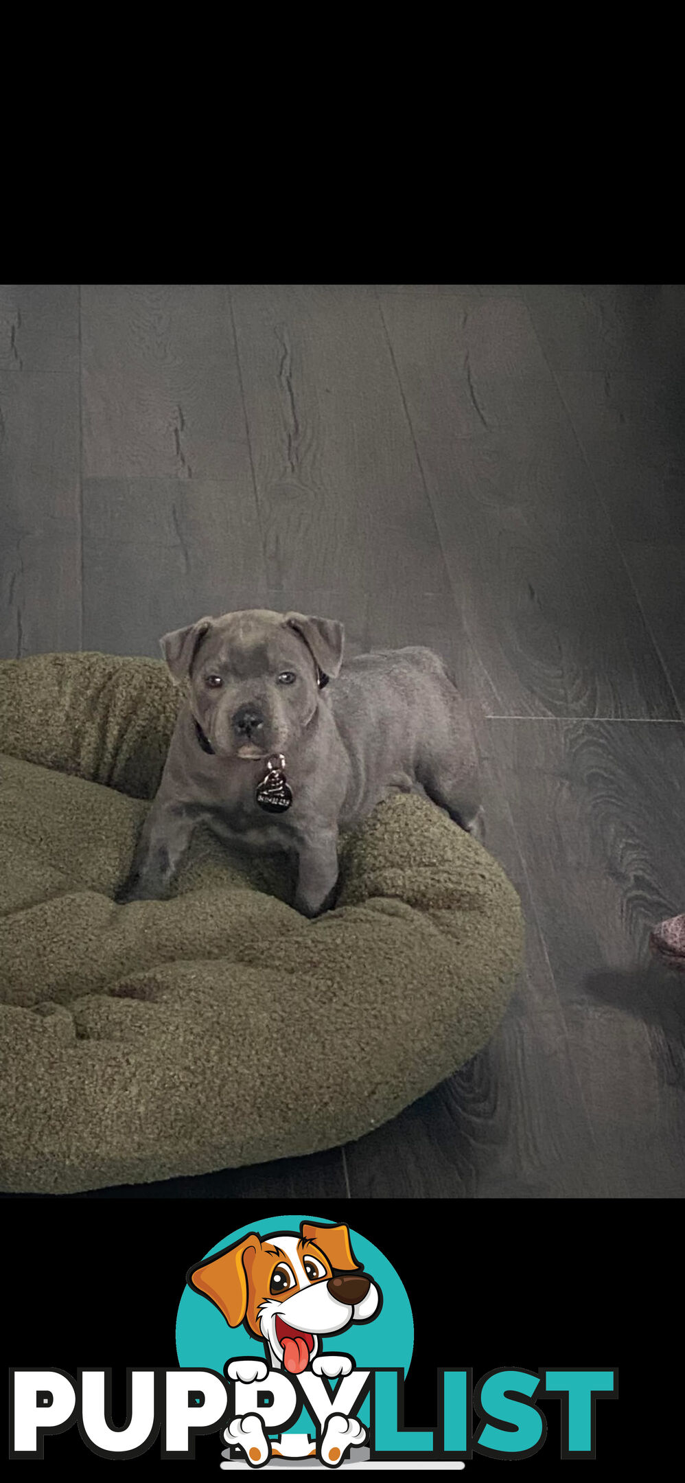 Blue staffy pups