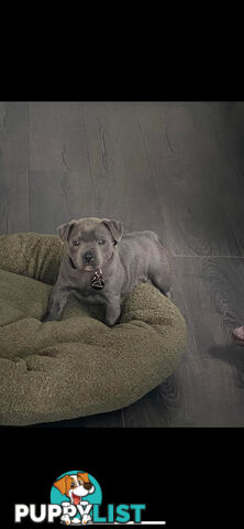 Blue staffy pups