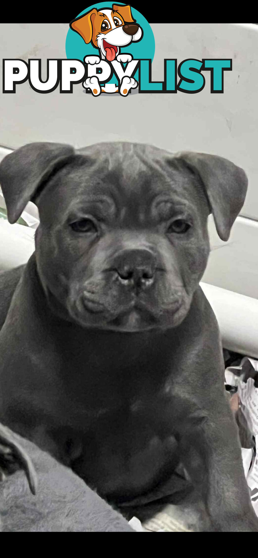 Blue staffy pups
