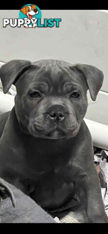 Blue staffy pups