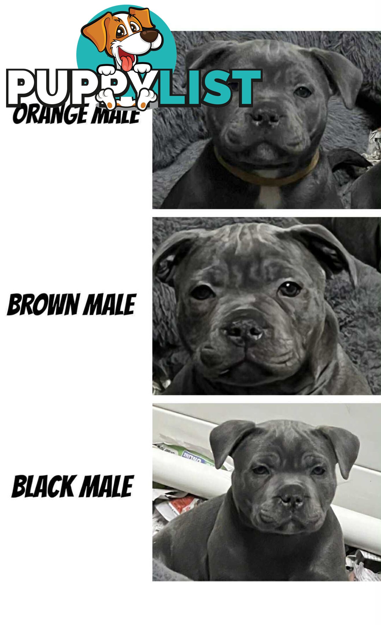 Blue staffy pups