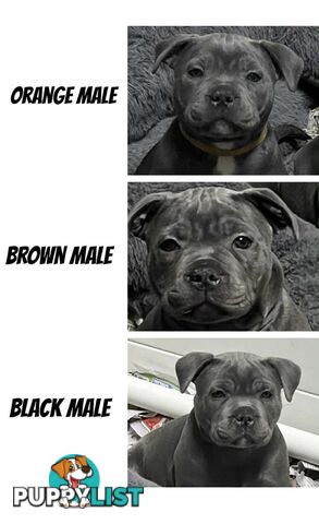 Blue staffy pups