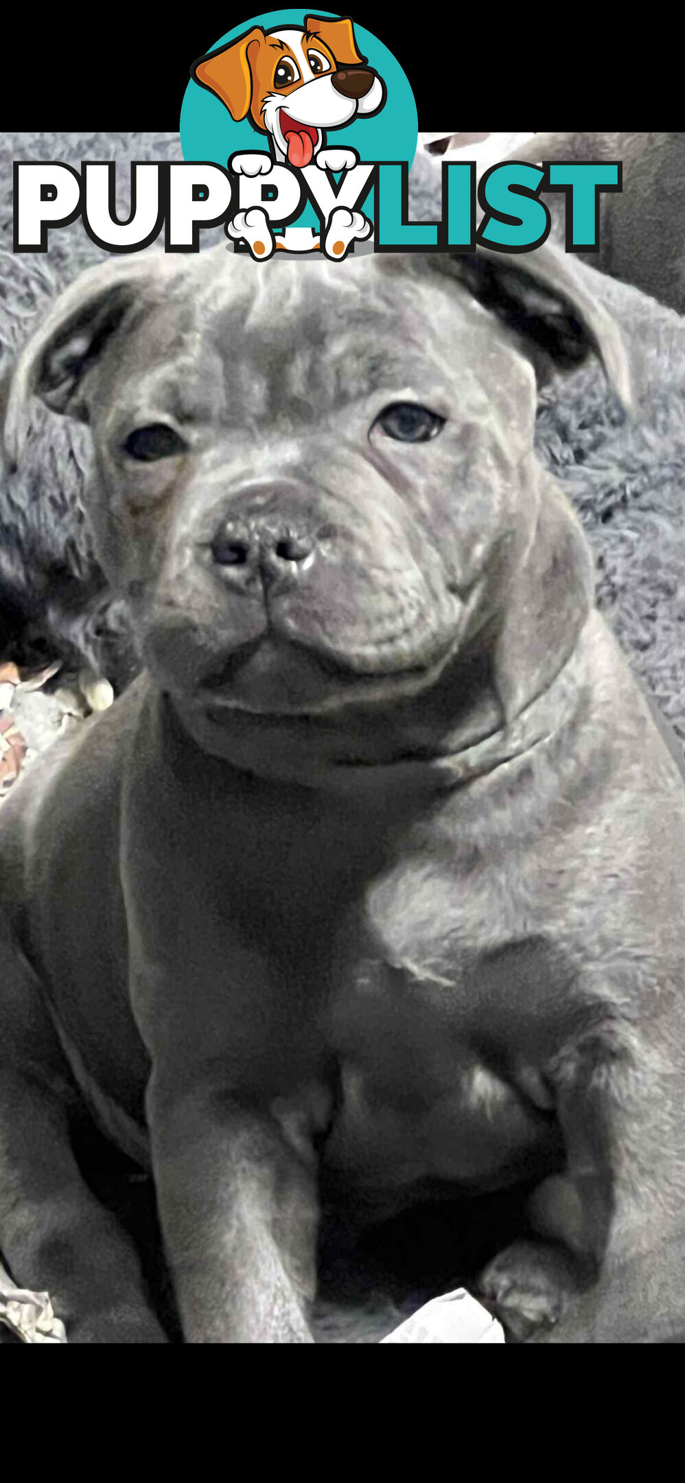 Blue staffy pups