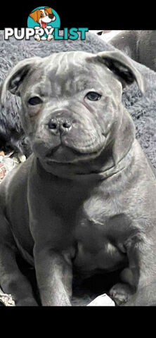 Blue staffy pups