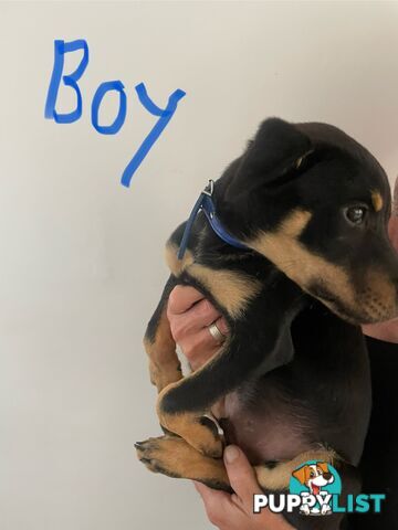 Kelpie puppies