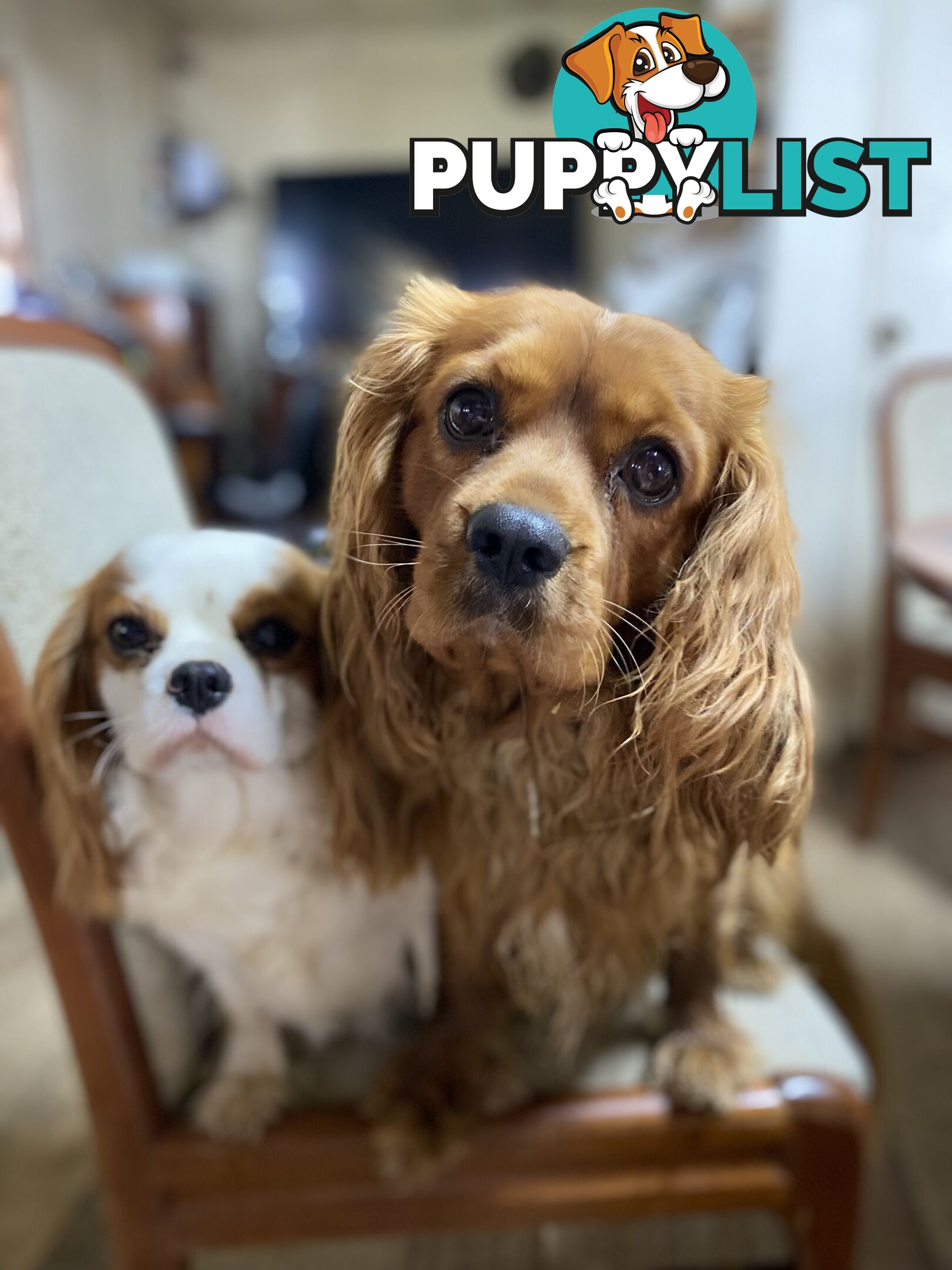 Cavalier King Charles Spaniel