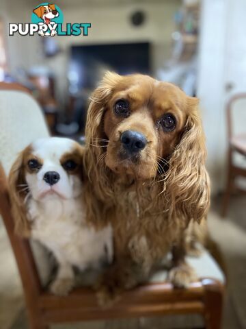 Cavalier King Charles Spaniel