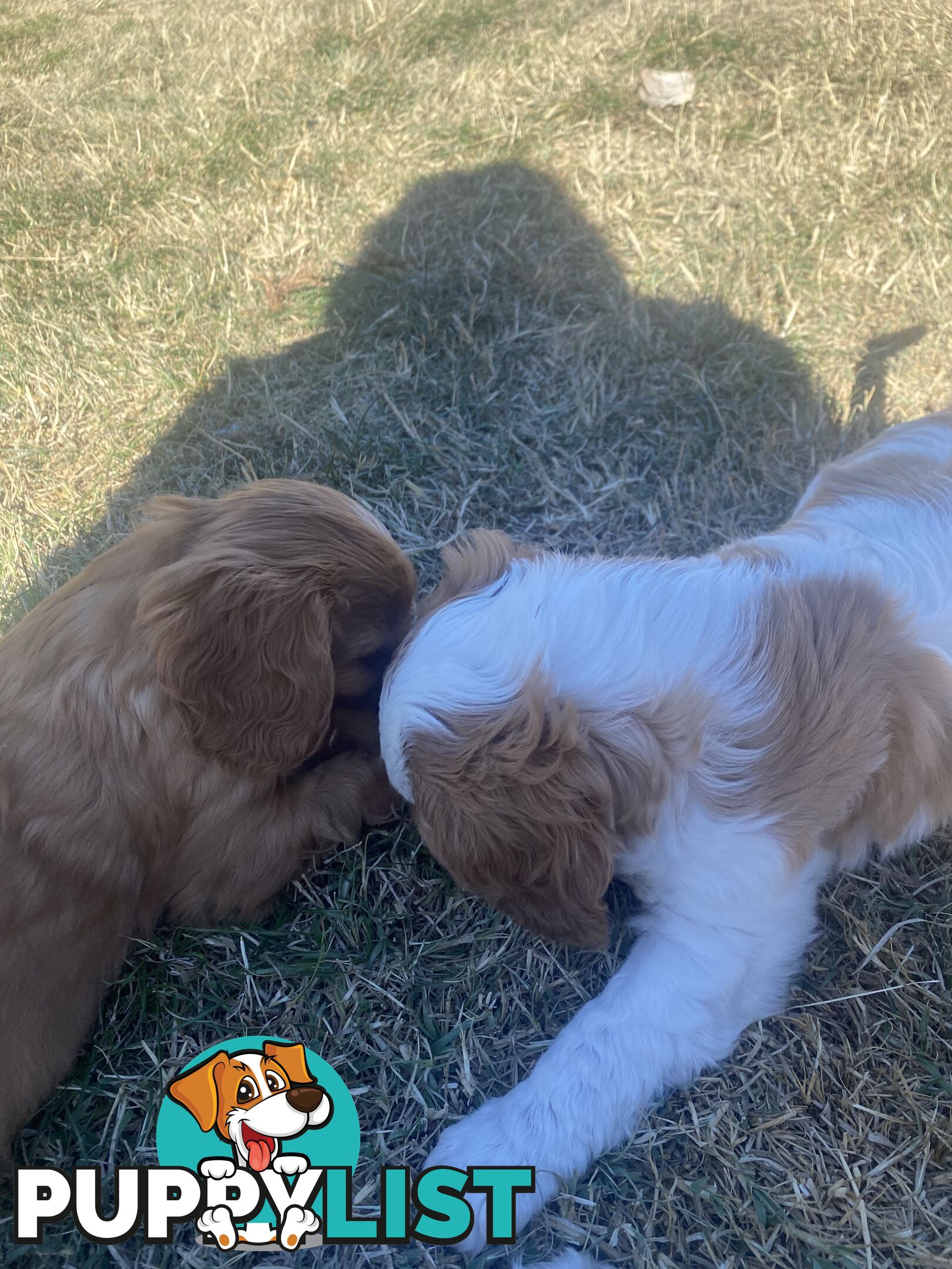 Cavalier King Charles Spaniel