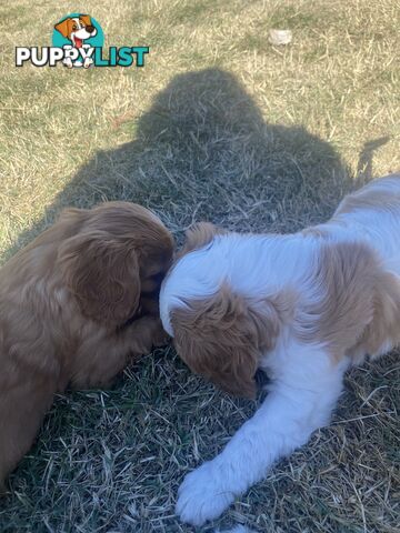 Cavalier King Charles Spaniel
