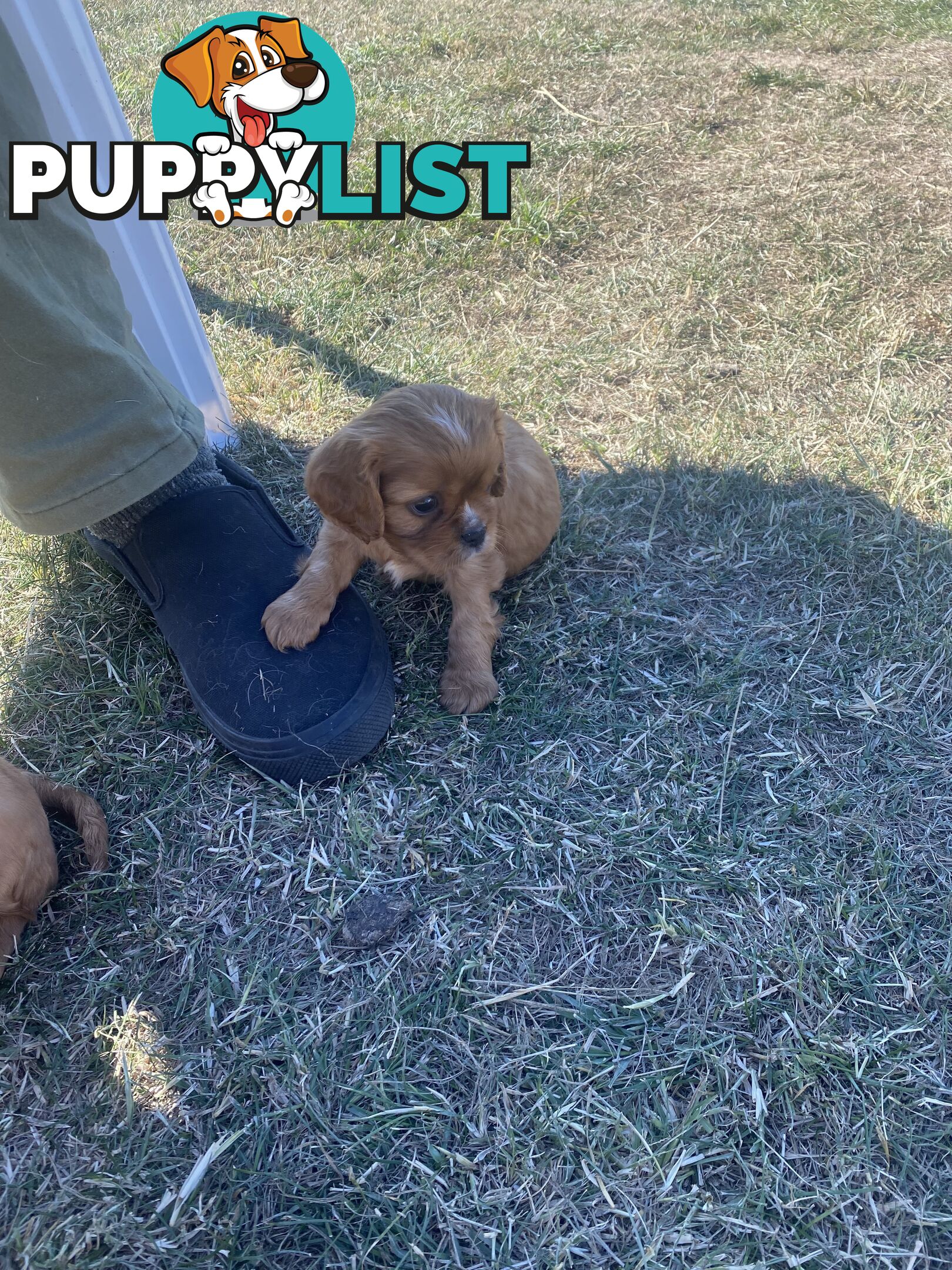 Cavalier King Charles Spaniel