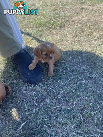 Cavalier King Charles Spaniel
