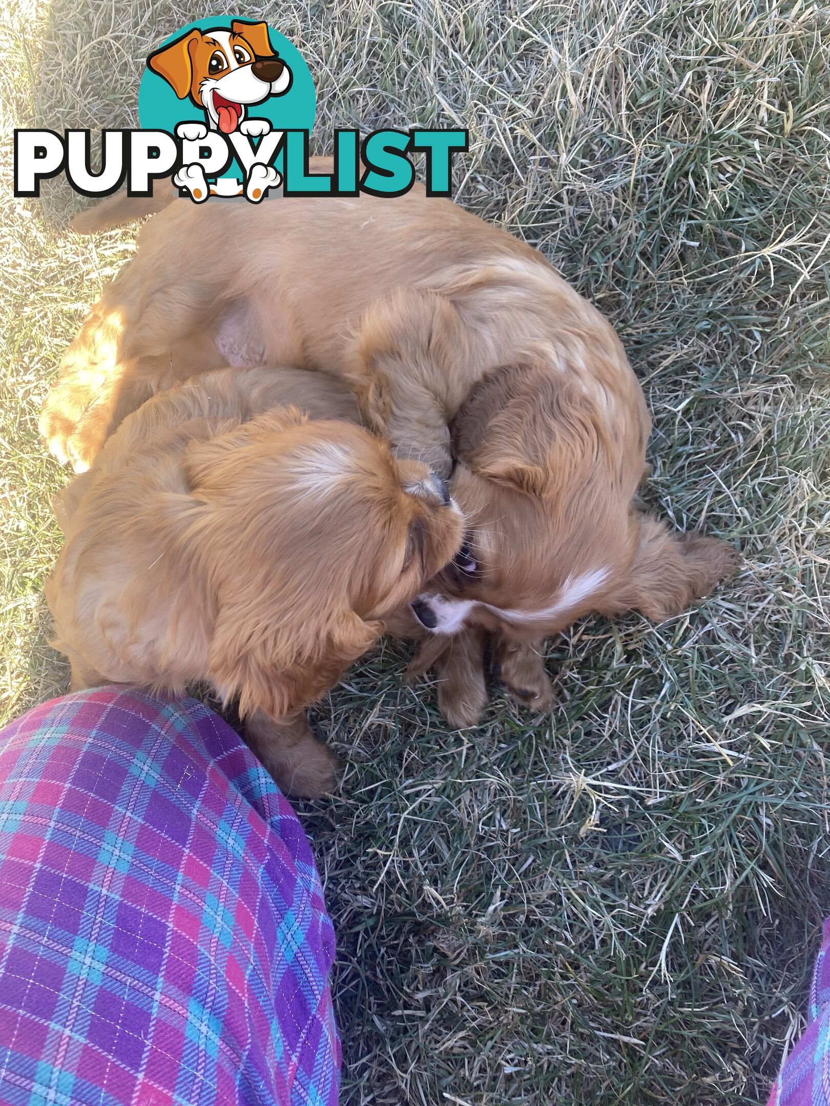 Cavalier King Charles Spaniel