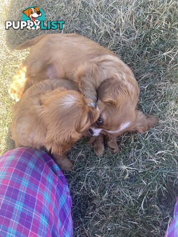 Cavalier King Charles Spaniel
