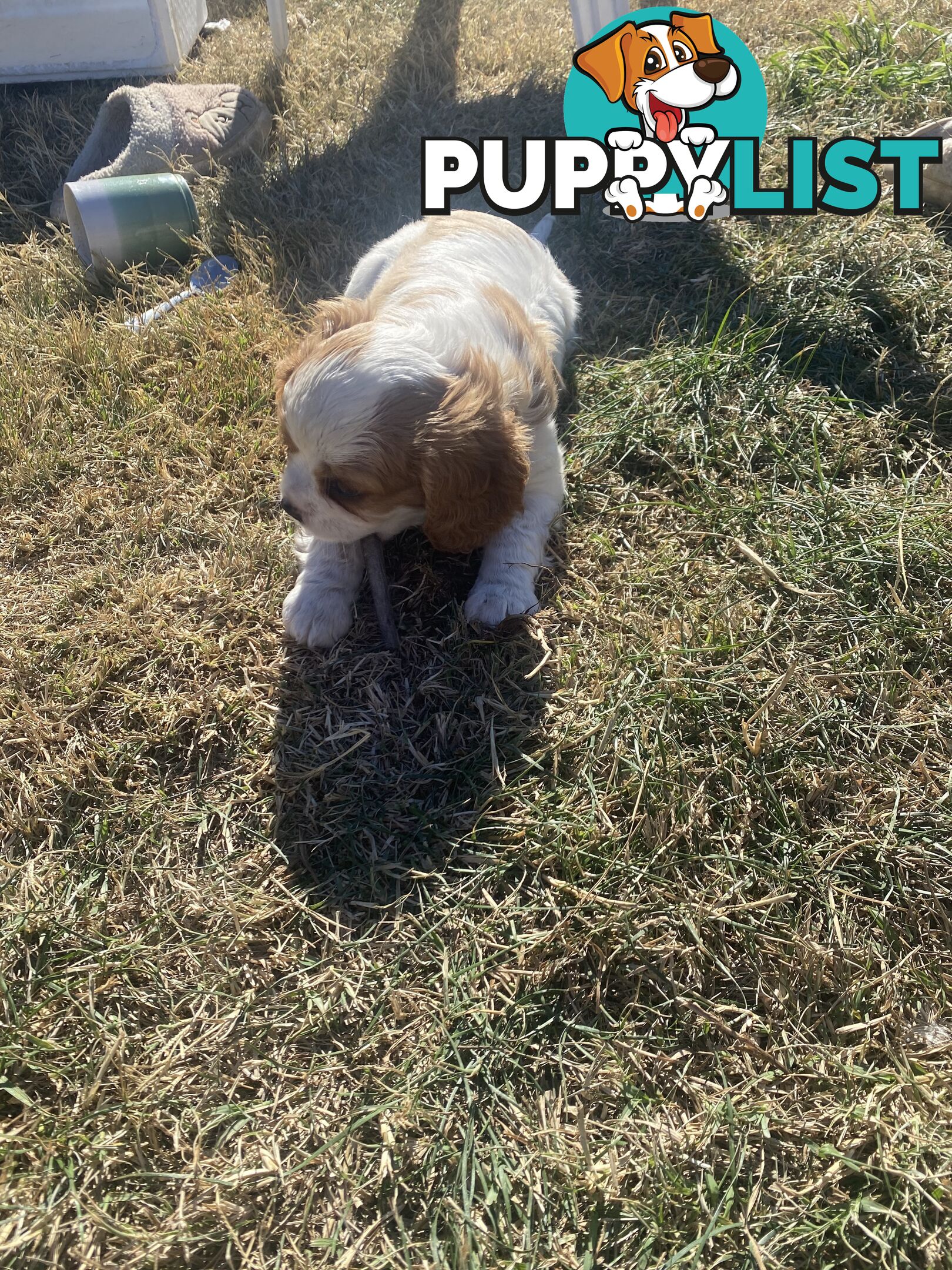 Cavalier King Charles Spaniel
