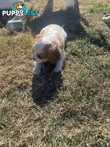 Cavalier King Charles Spaniel