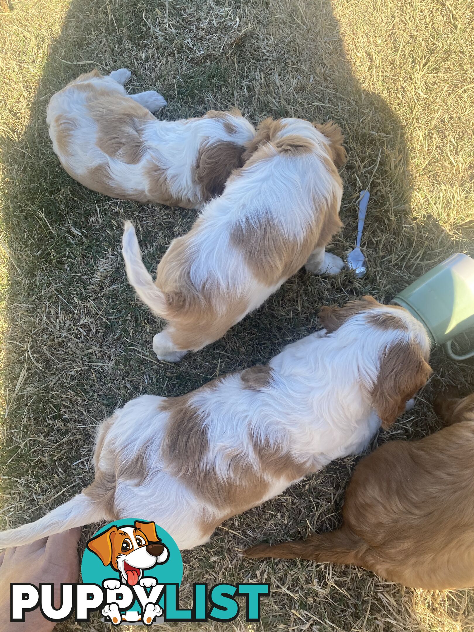 Cavalier King Charles Spaniel