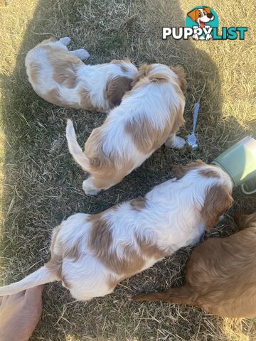 Cavalier King Charles Spaniel