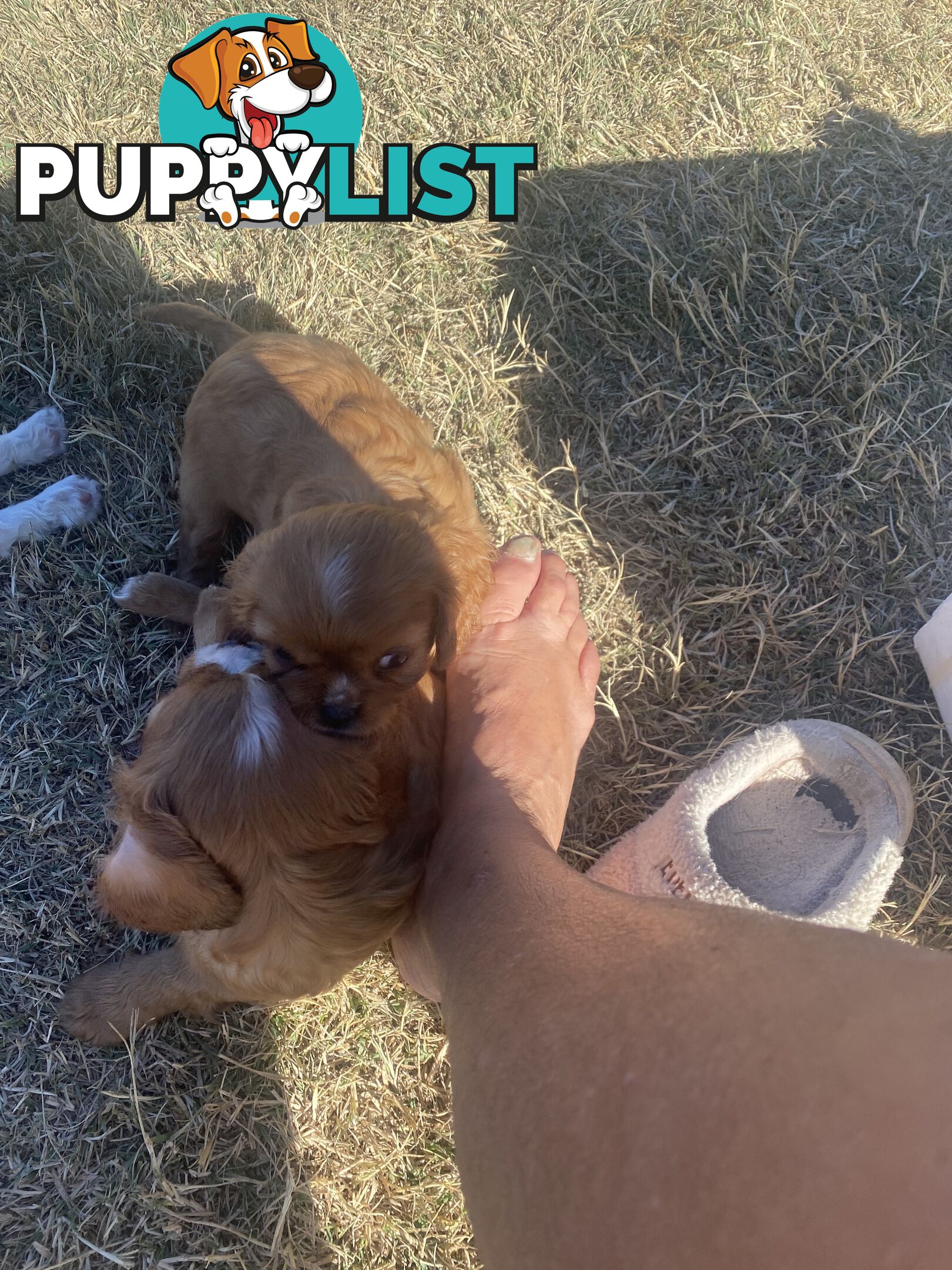 Cavalier King Charles Spaniel