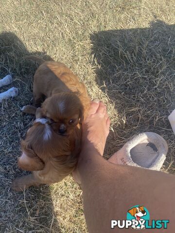 Cavalier King Charles Spaniel