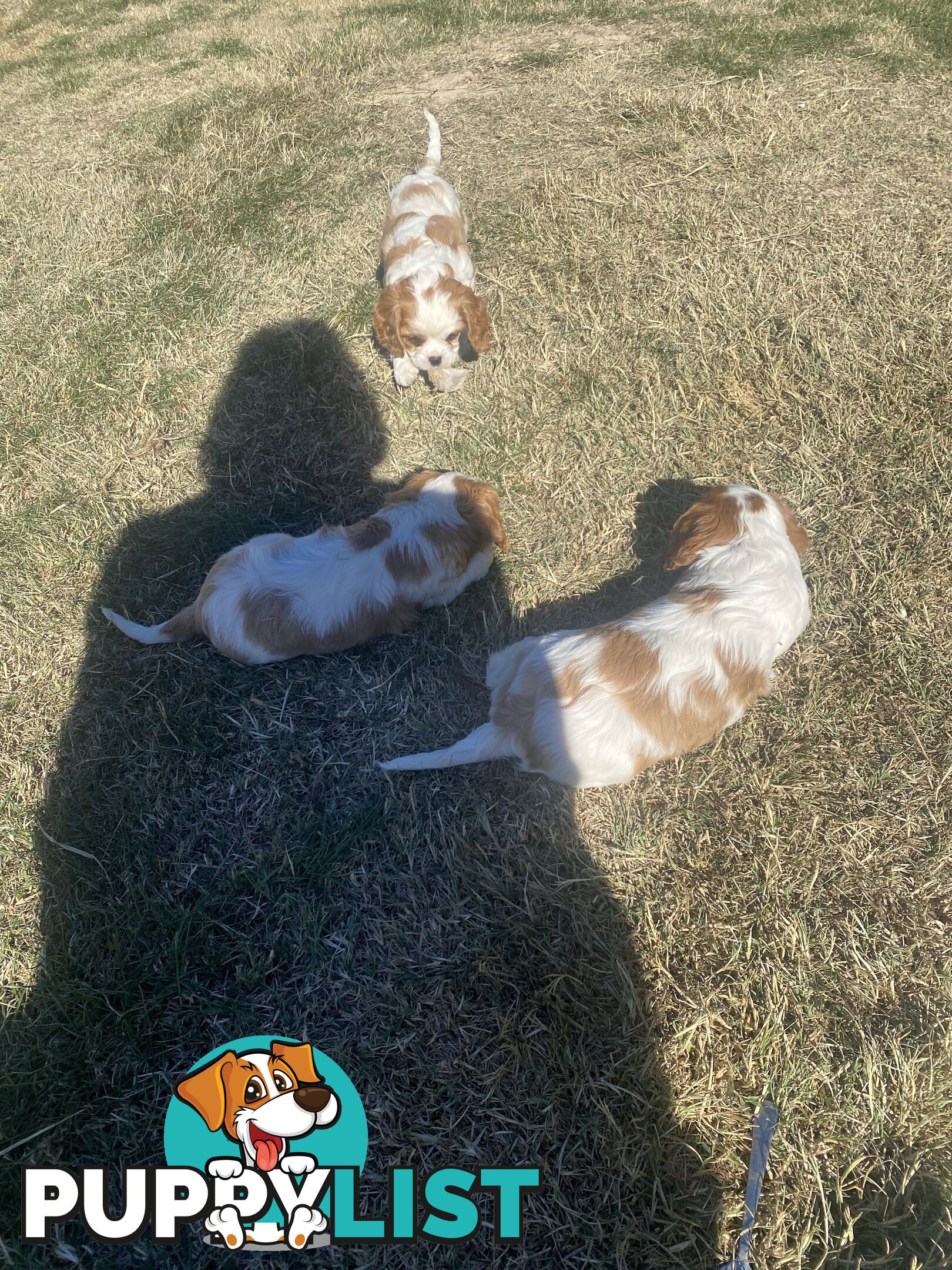 Cavalier King Charles Spaniel