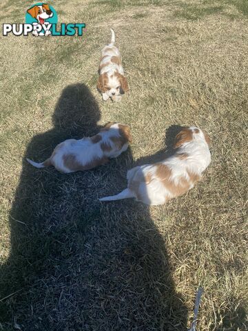 Cavalier King Charles Spaniel