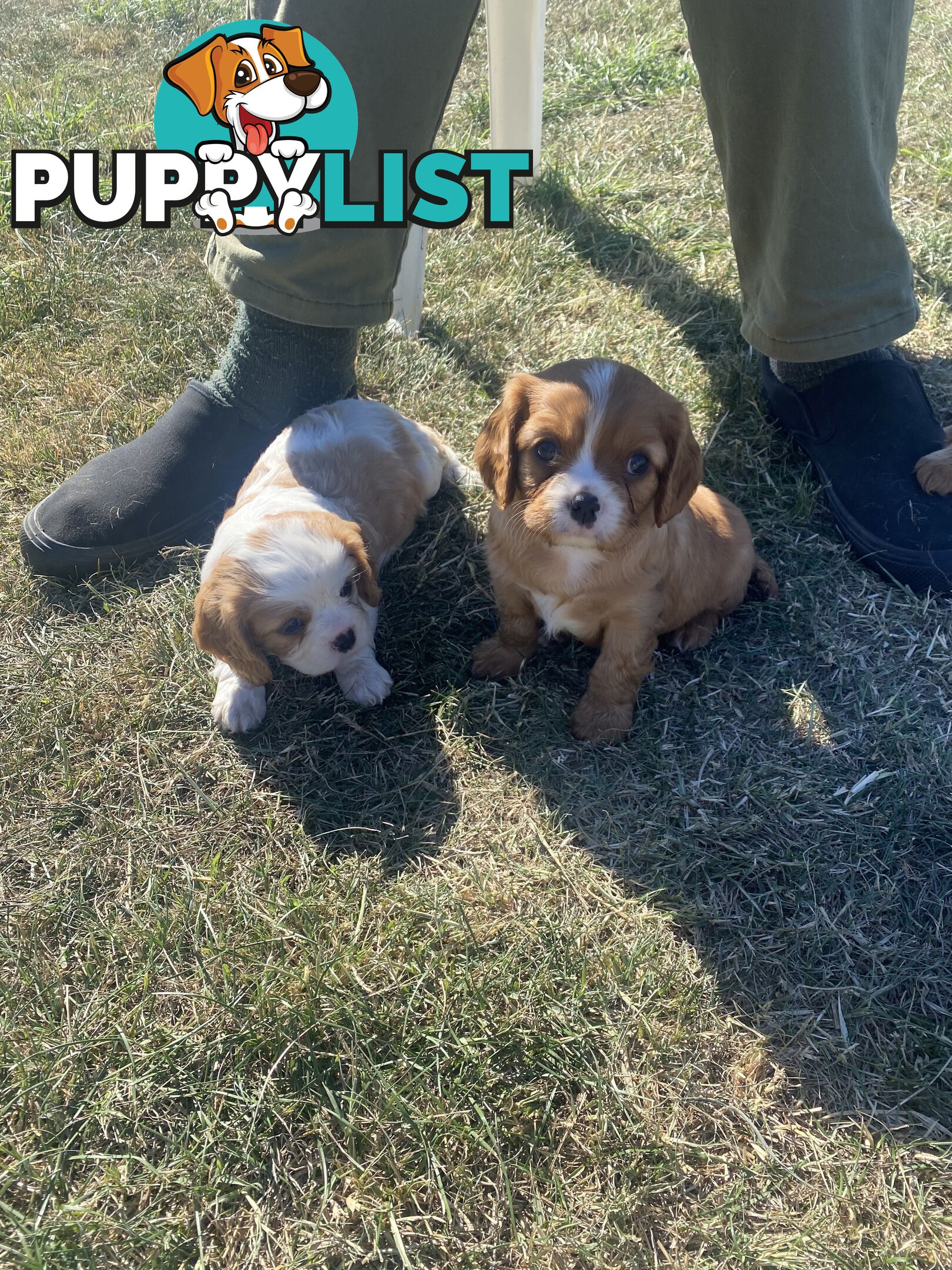 Cavalier King Charles Spaniel
