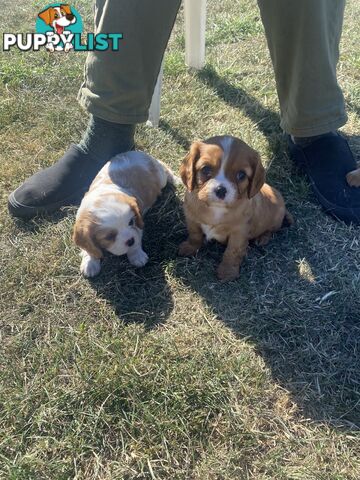 Cavalier King Charles Spaniel