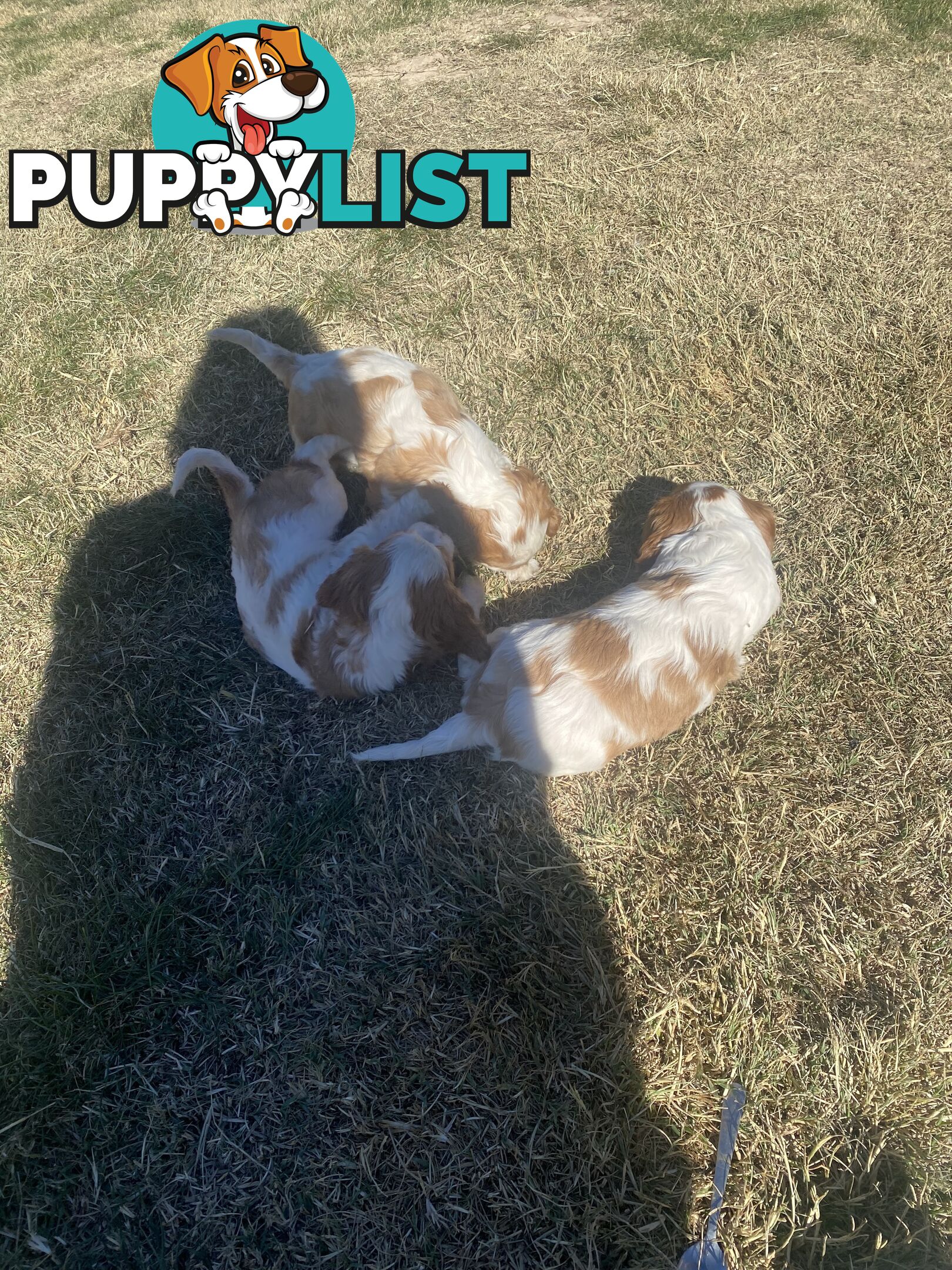 Cavalier King Charles Spaniel
