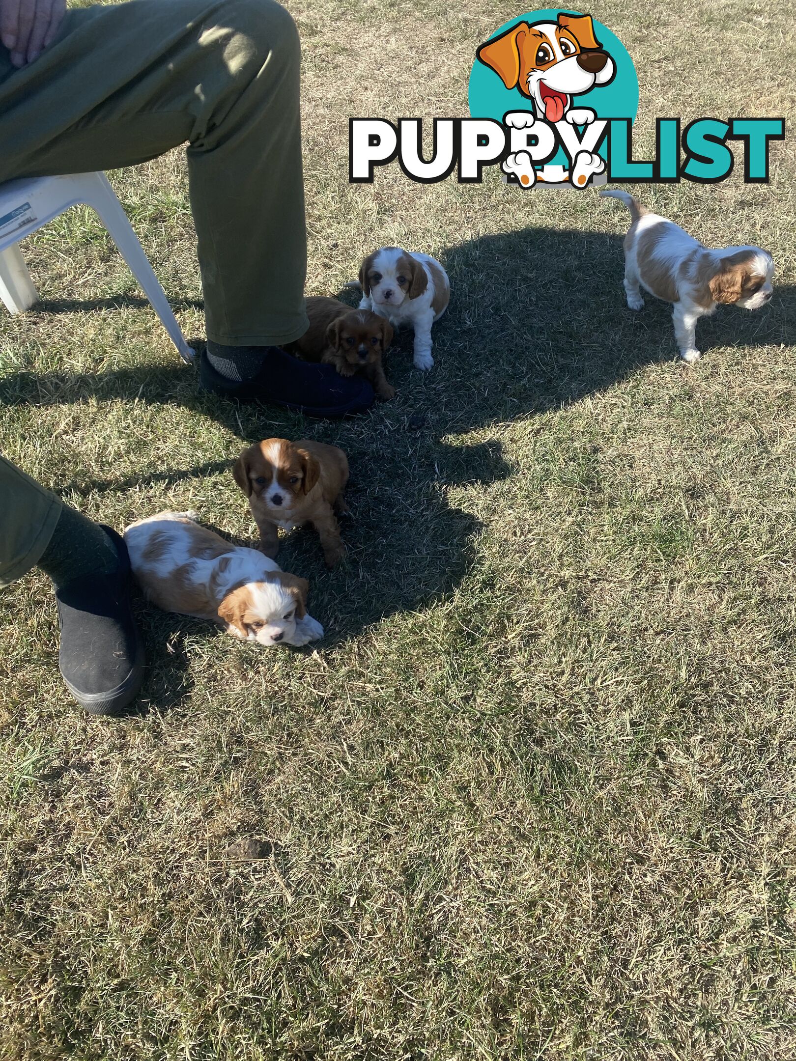 Cavalier King Charles Spaniel