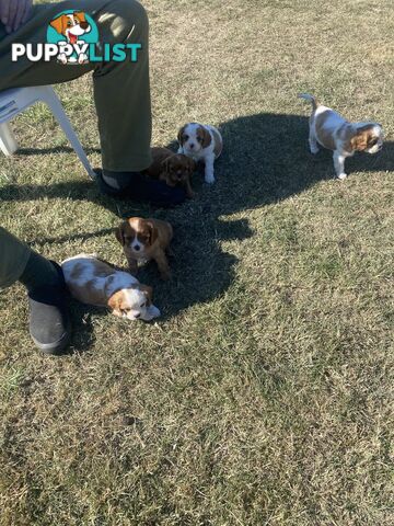 Cavalier King Charles Spaniel