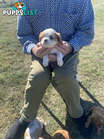 Cavalier King Charles Spaniel