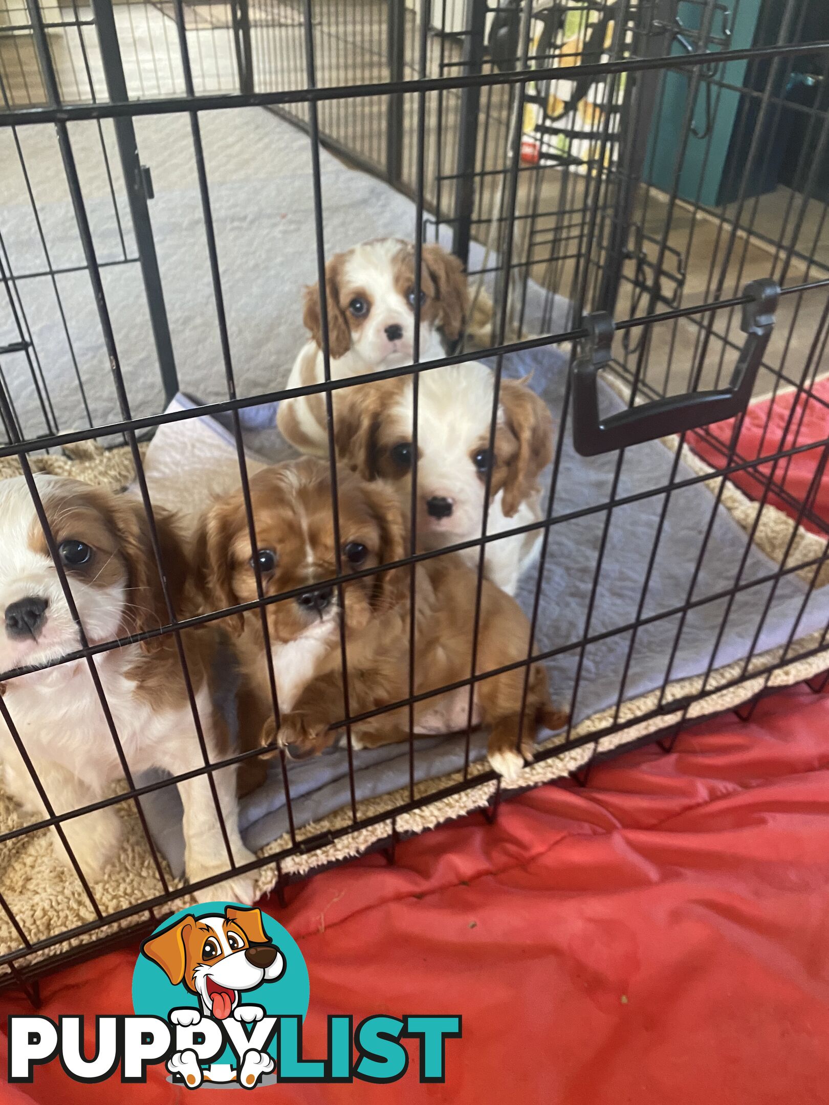 Cavalier King Charles Spaniel