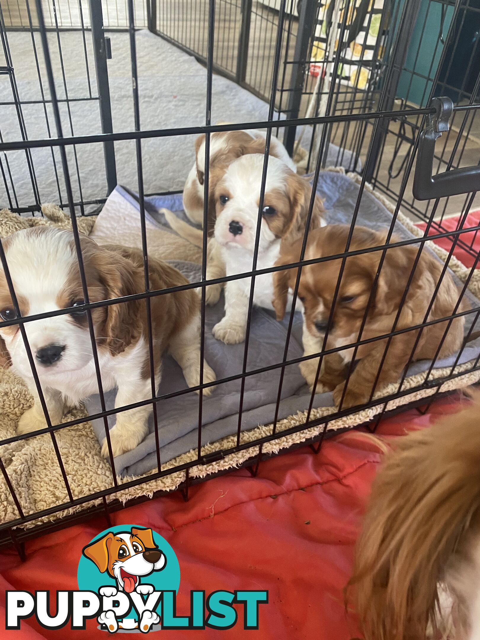 Cavalier King Charles Spaniel