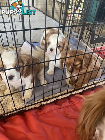 Cavalier King Charles Spaniel