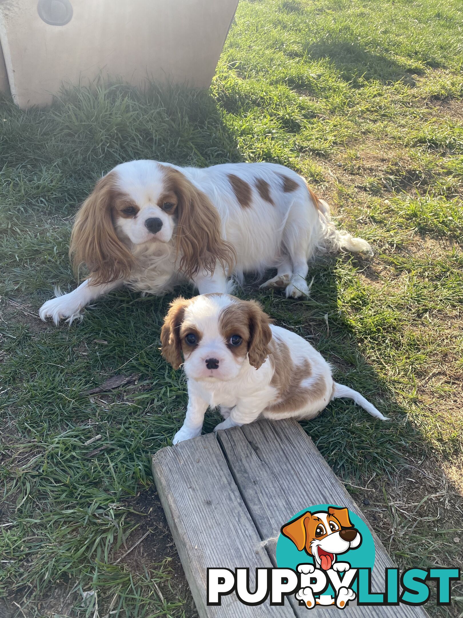 Cavalier King Charles Spaniel