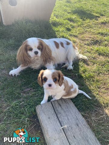 Cavalier King Charles Spaniel